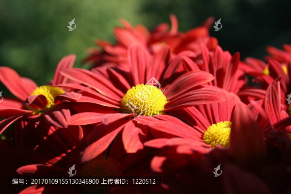 蝴蝶花