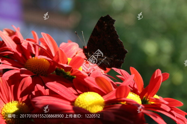蝴蝶花