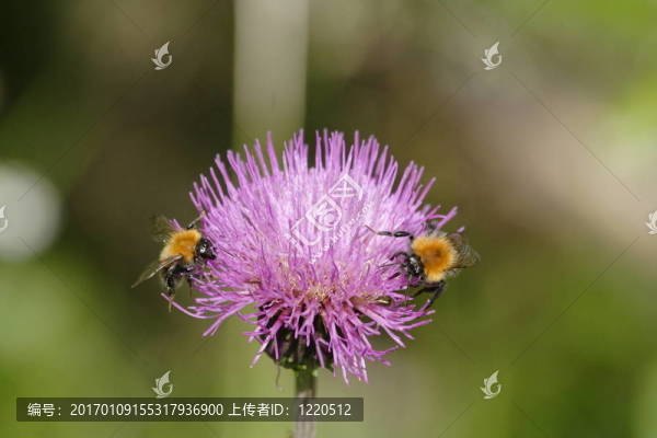 在薊01大黃蜂