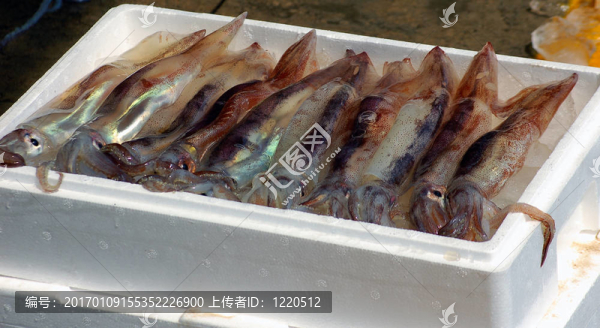 魷魚