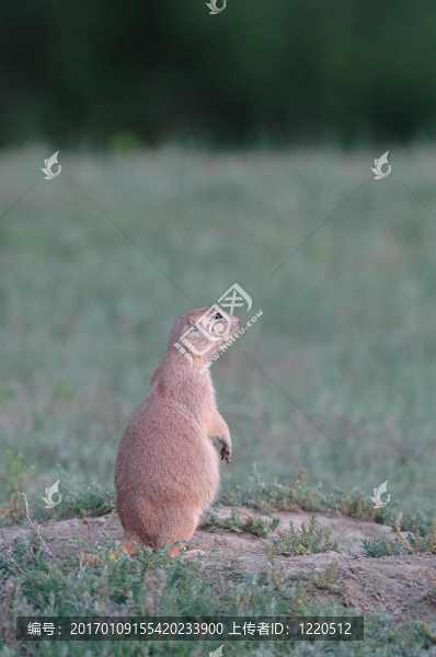 黑尾土撥鼠-匯圖網(wǎng) www.fosd68.com 黑尾土撥鼠