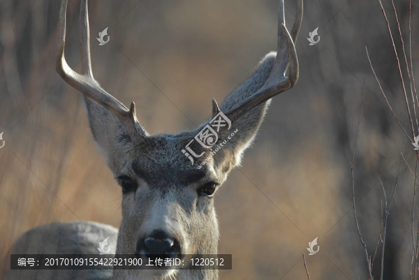 騾鹿巴克-匯圖網(wǎng) www.fosd68.com 騾鹿巴克
