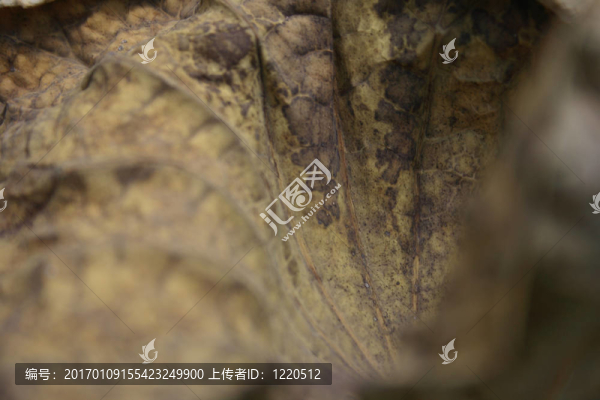 干荷葉