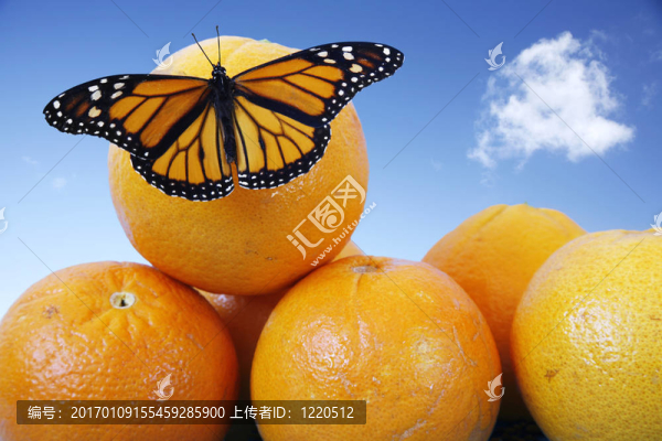 蝴蝶在橘子-匯圖網(wǎng) www.fosd68.com 蝴蝶在橘子