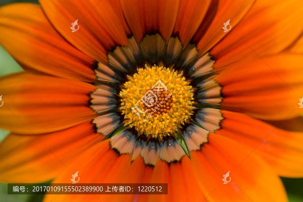 菊特寫(xiě)