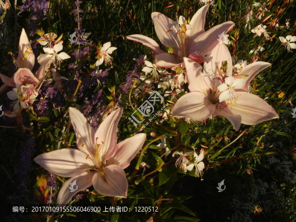 花-匯圖網(wǎng) www.fosd68.com 花