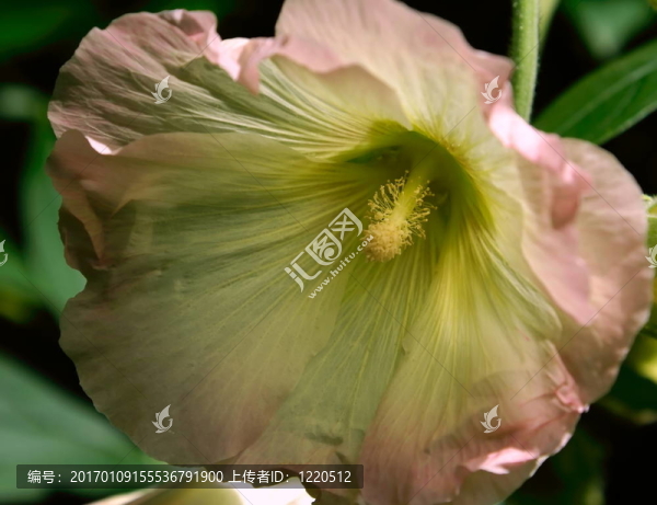 蜀葵花