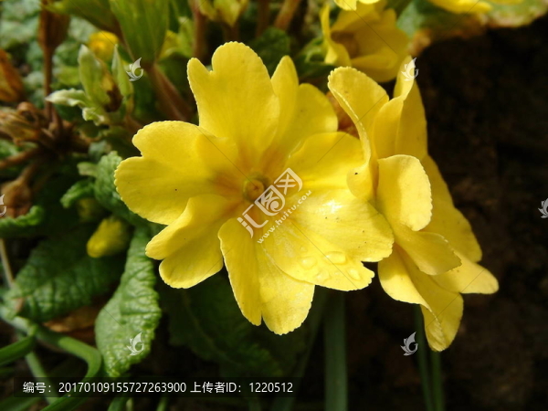 黃色的報春花