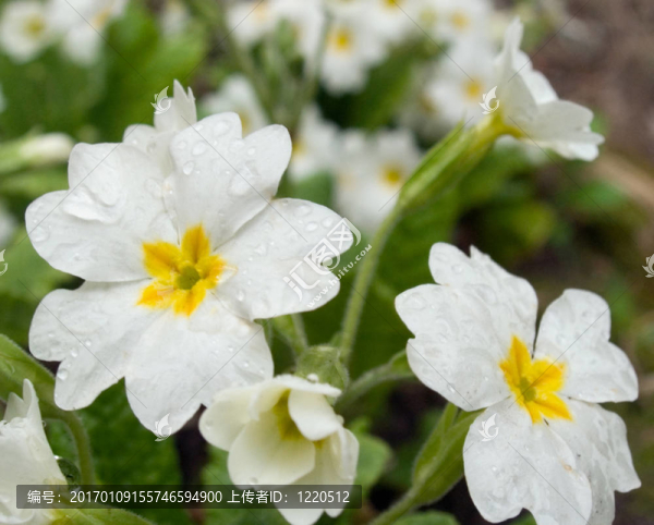白色的花-匯圖網(wǎng) www.fosd68.com 白色的花