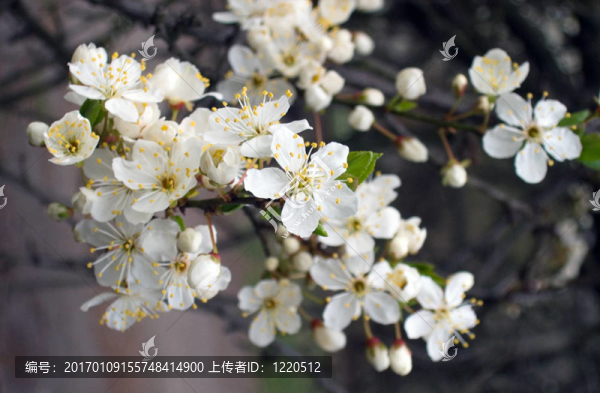 開花的樹枝