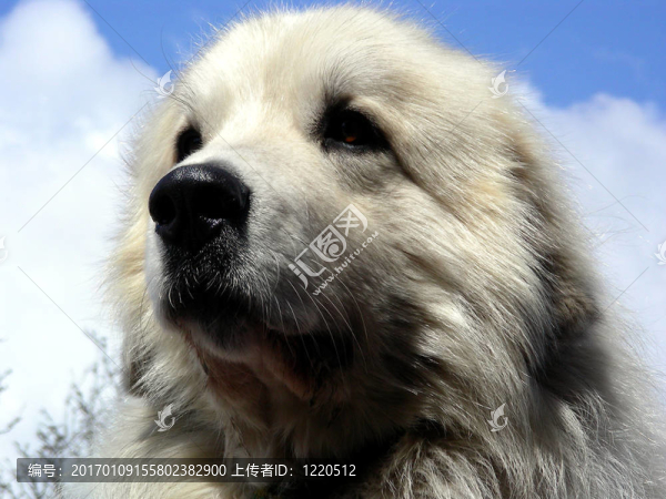 大狗的尊嚴(yán)