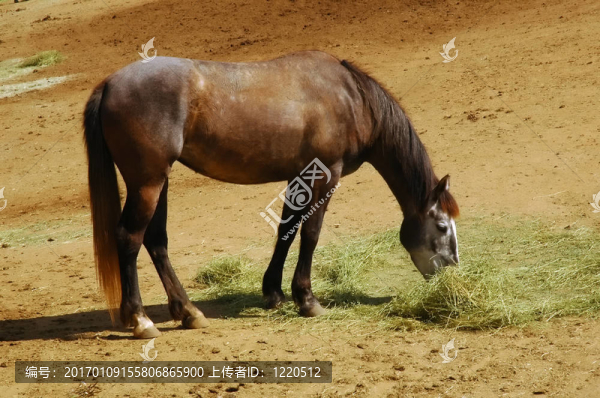 吃草的馬