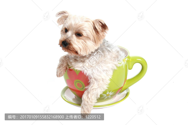 小狗在杯