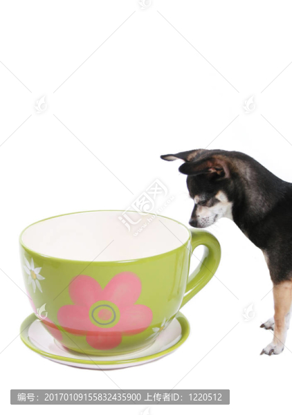 大茶杯和小狗
