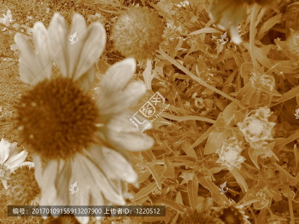 禿頂?shù)幕?-匯圖網(wǎng) www.fosd68.com 禿頂?shù)幕?