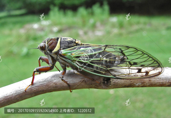 Cicada（焰bichamatus）