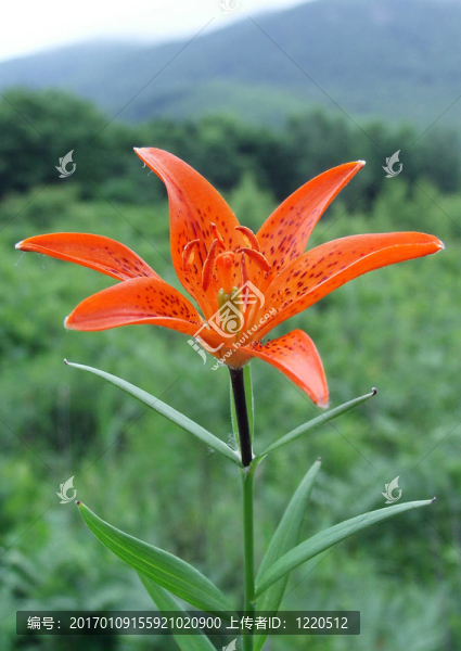 莉莉（百合buschianum）