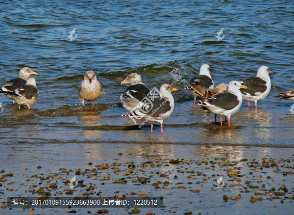 灰背鷗（Larus,schistisagus）