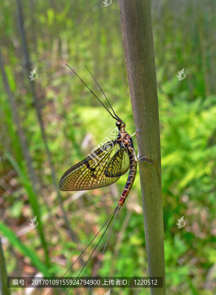 Mayfly（蜉蝣）