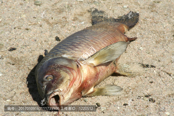 死魚