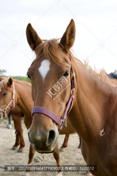 馬