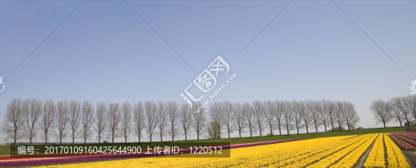 郁金香領(lǐng)域30