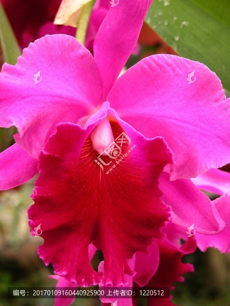 蘭花