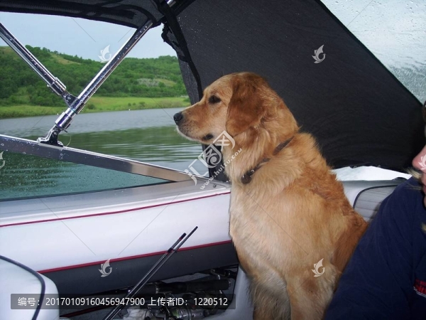 金毛獵犬