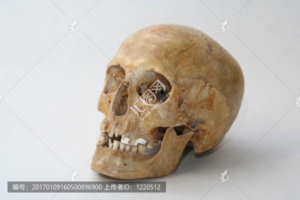 真正的人類頭骨
