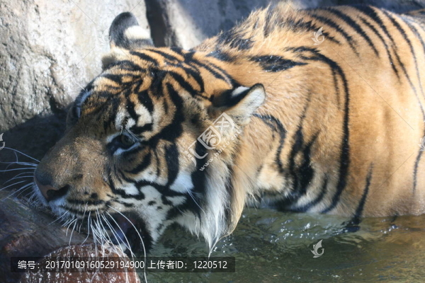 虎咬-匯圖網(wǎng) www.fosd68.com 虎咬