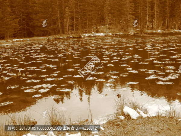 落基山中莉莉墊V-匯圖網(wǎng) www.fosd68.com 落基山中莉莉墊V