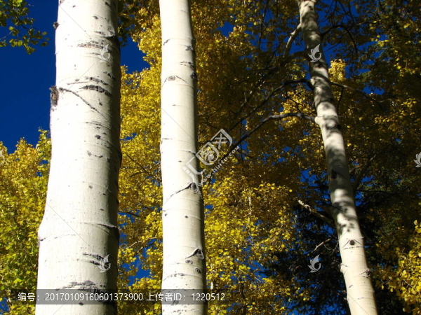 白楊I(lǐng)V-匯圖網(wǎng) www.fosd68.com 白楊I(lǐng)V