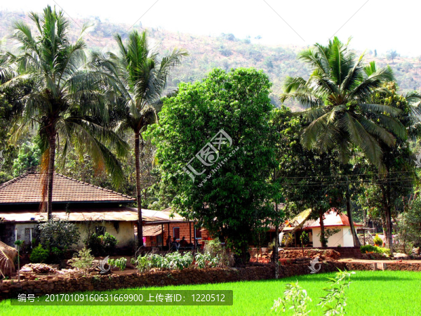 熱帶的農(nóng)舍