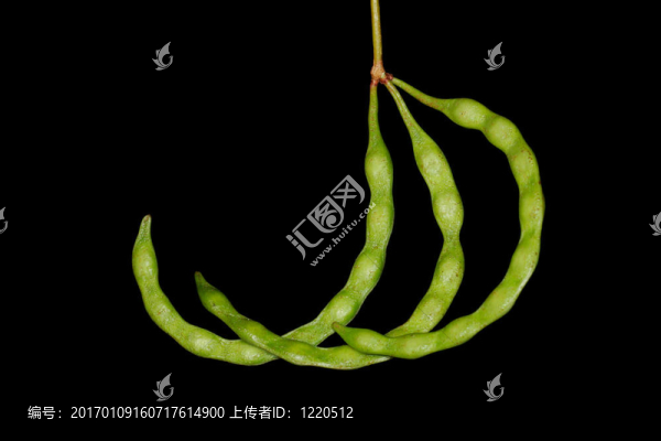 相思豆