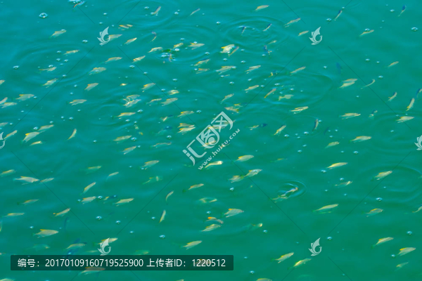 魚群