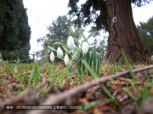 雪花蓮