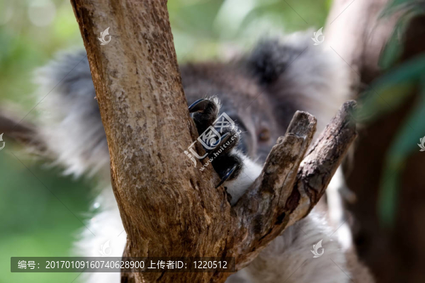 考拉