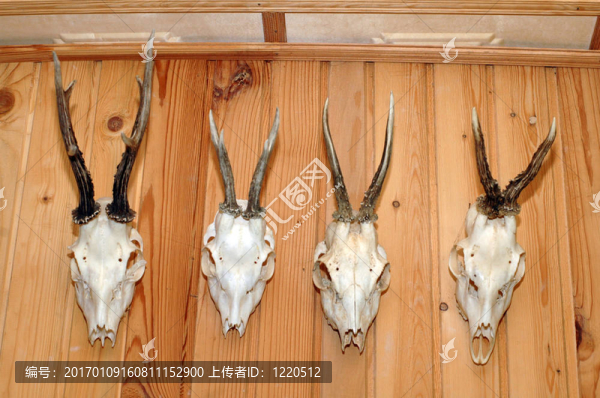 狩獵的戰(zhàn)利品