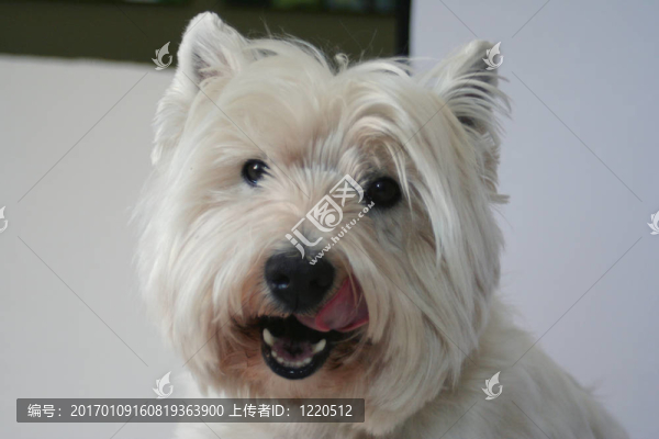 westie