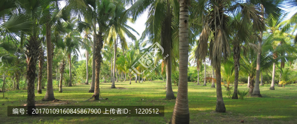 椰子在拉古納ventanilla波多黎各天使-墨西哥-全景。