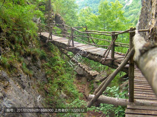 保加利亞森林中的木橋