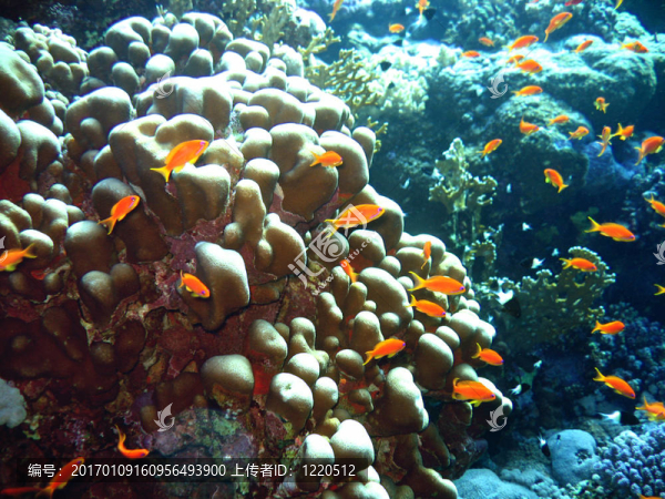 scalefin,anthias