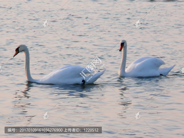 天鵝在一起