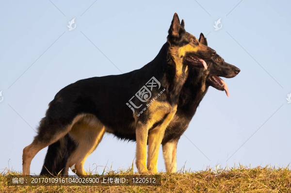 狗