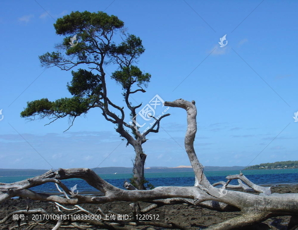 海灘邊的樹