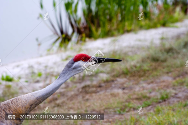 沙丘鶴