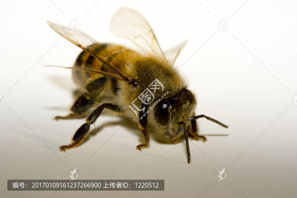 蜜蜂