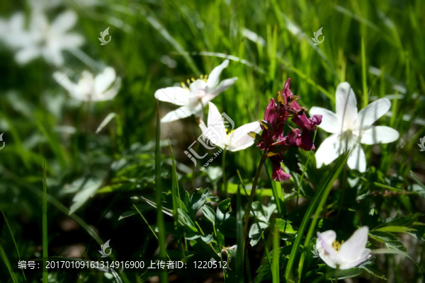 森林里的花