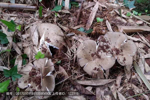 野生菌-匯圖網(wǎng) www.fosd68.com 野生菌