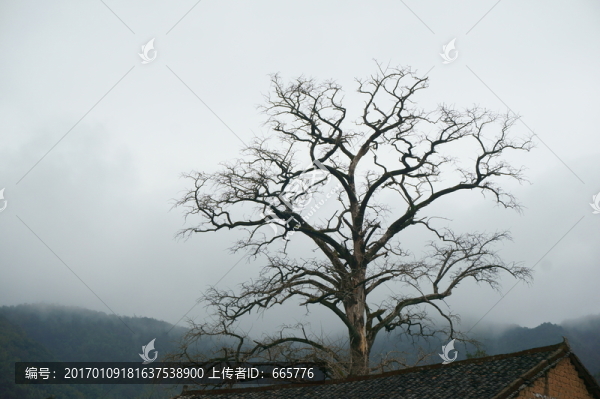 樹枝
